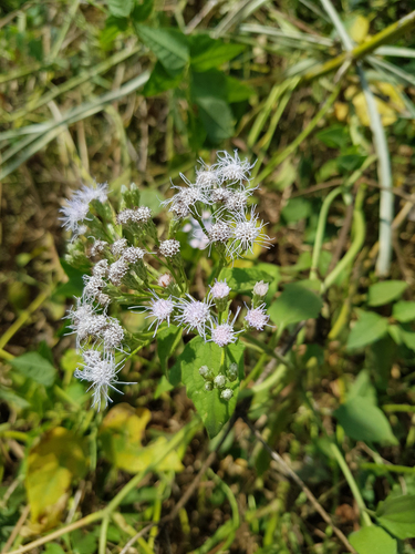 Siam weed