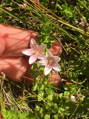 Lysimachia buxifolia