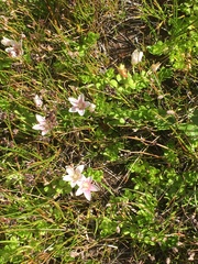 Lysimachia buxifolia