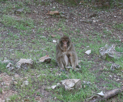 Macaca sylvanus