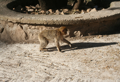 Macaca sylvanus