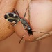 Ant-mimic Ground Beetles - Photo (c) Alex Rebelo, some rights reserved (CC BY-NC), uploaded by Alex Rebelo