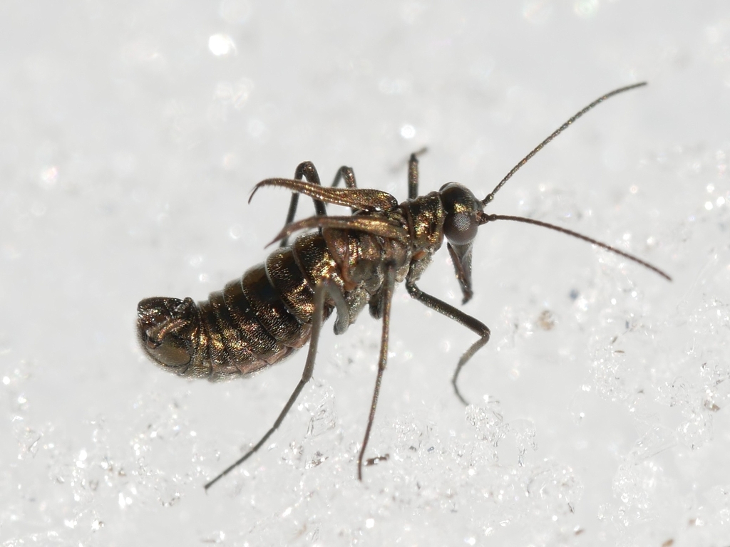 Boreus coloradensis