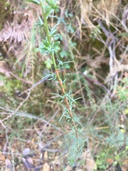 Genista triacanthos