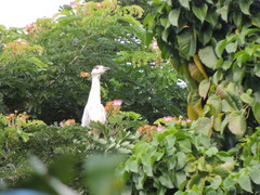 Nycticorax nycticorax
