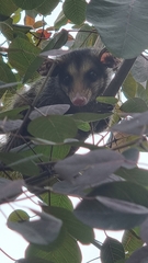 Didelphis aurita