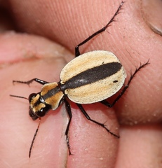 Graphipterus andersoni