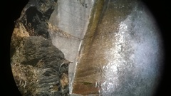 Laudakia tuberculata