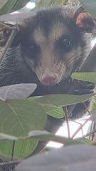 Didelphis aurita