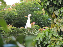 Nycticorax nycticorax
