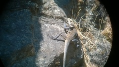 Laudakia tuberculata