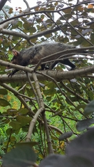 Didelphis aurita