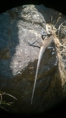 Laudakia tuberculata