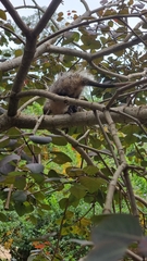 Didelphis aurita