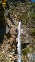 Laudakia tuberculata