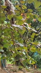 Didelphis aurita