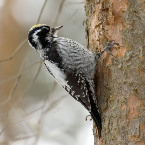 Eurasian Three-toed Woodpecker, photo 3 of 7