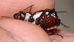 Graphipterus andersoni