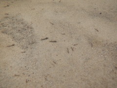 Siphlonurus lacustris