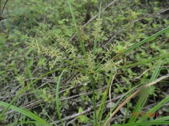 Cyperus digitatus