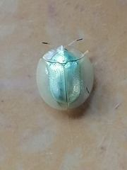 Aspidimorpha officiosa