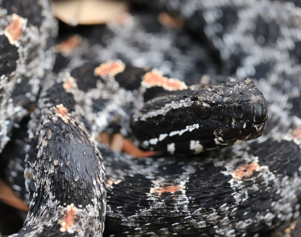 Dusky Pigmy Rattlesnake