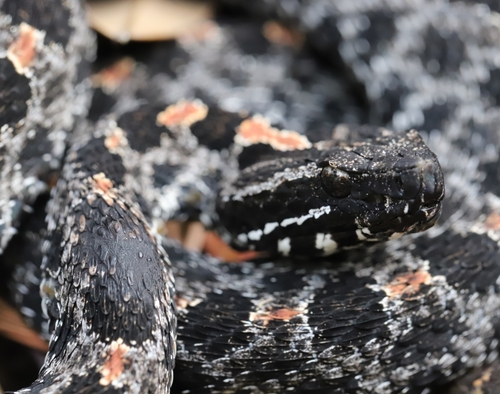 Dusky Pigmy Rattlesnake