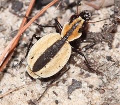 Graphipterus andersoni