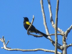 Icterus portoricensis