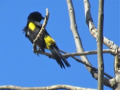 Icterus portoricensis