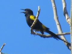 Icterus portoricensis