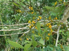 Phoradendron quadrangulare