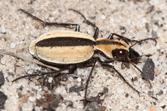 Graphipterus andersoni