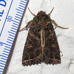 Heterochroma lineata