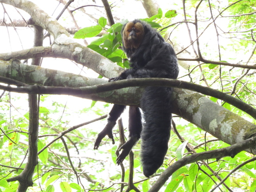 Golden-faced Saki