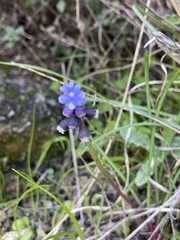 Muscari pulchellum