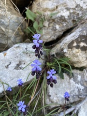 Muscari pulchellum