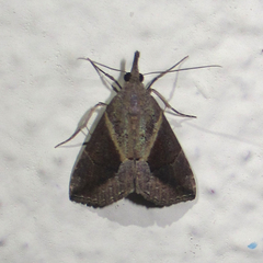 Hypena subidalis