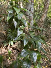 Bignonia aequinoctialis