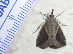 Hypena subidalis