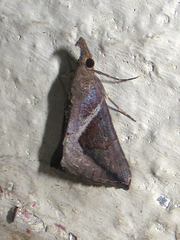Hypena subidalis