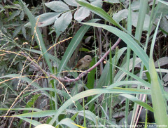 Sporophila caerulescens