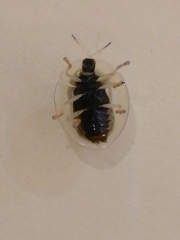 Aspidimorpha officiosa