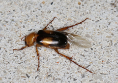 Phyllotocus bimaculatus