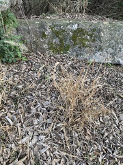 Setaria scheelei