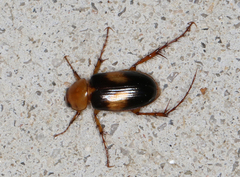Phyllotocus bimaculatus