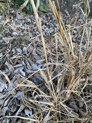Setaria scheelei