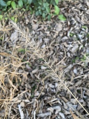 Setaria scheelei