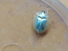 Aspidimorpha officiosa