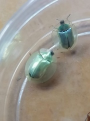 Aspidimorpha officiosa